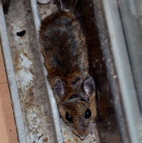 ネズミが家に住みつく理由 有限会社ビルメイト