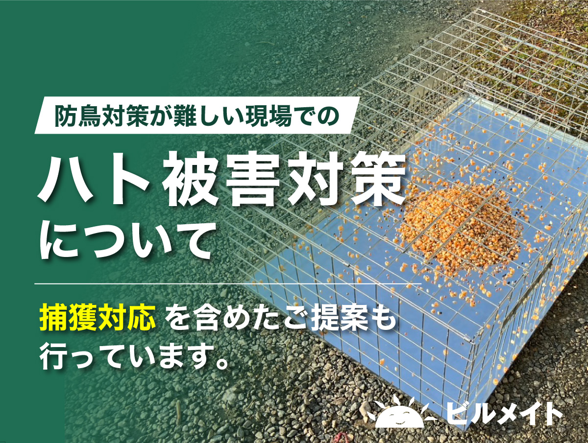 防鳥対策ができない現場でのハト被害対策について