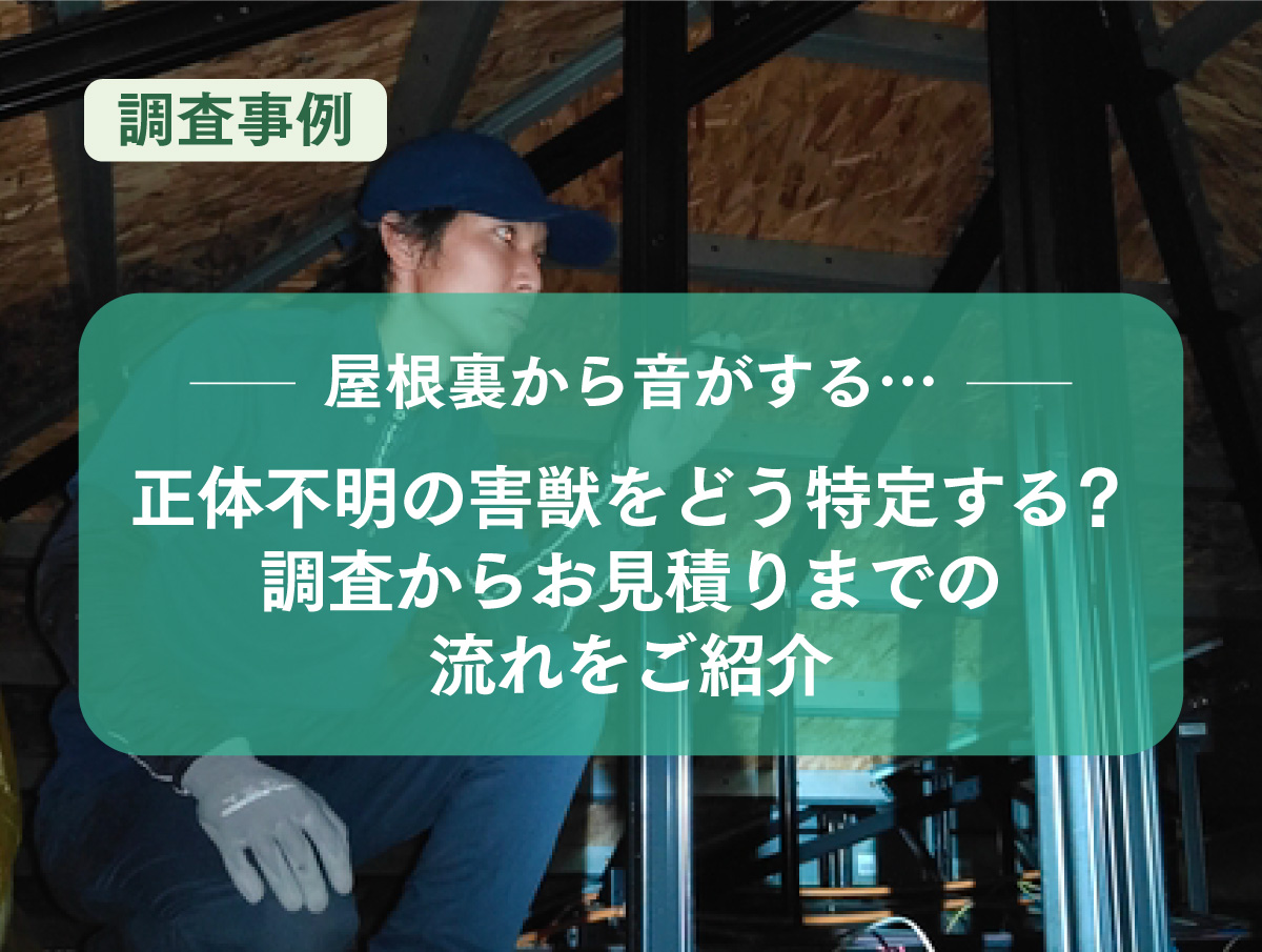 「屋根裏から音がする…」正体不明の害獣を特定する調査の流れ